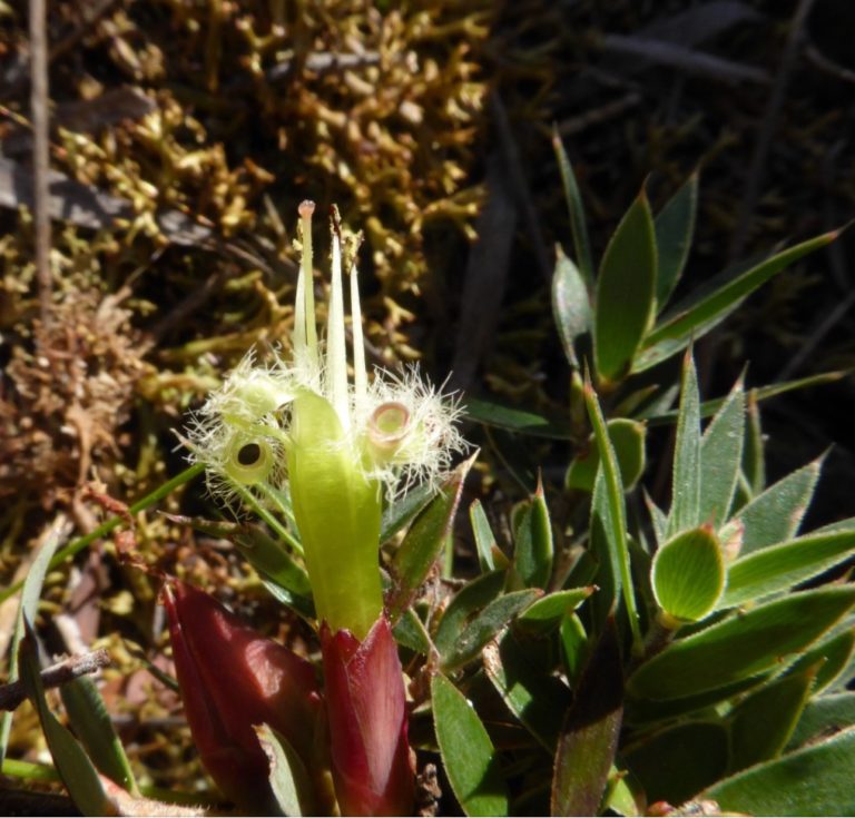 Golden heath Cape Portland (LB)