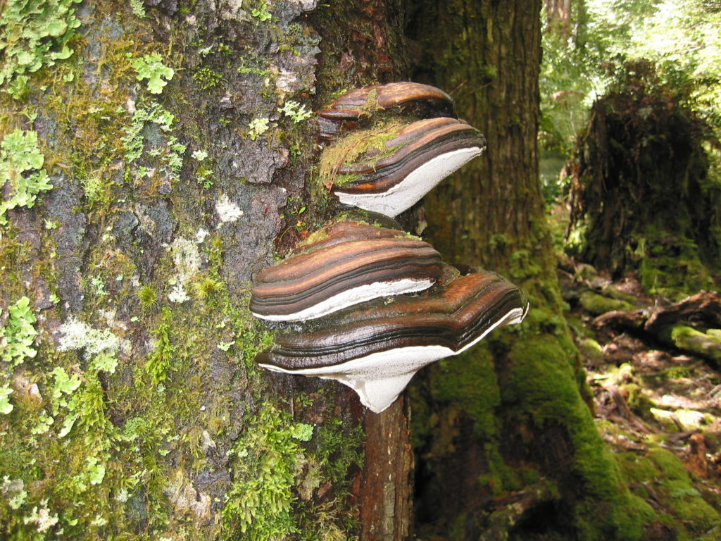 Postia pelliculosa at the Blue Tier (PR)