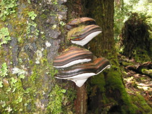 Postia pelliculosa at the Blue Tier (PR)