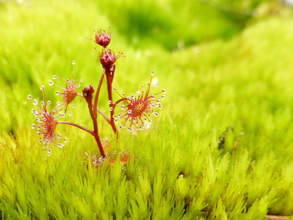 Drosera