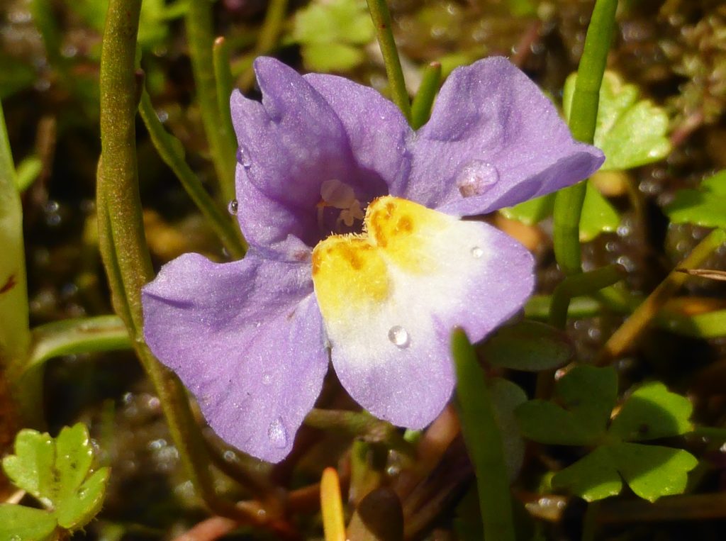 Creeping monkey flower (Mimulus repens)