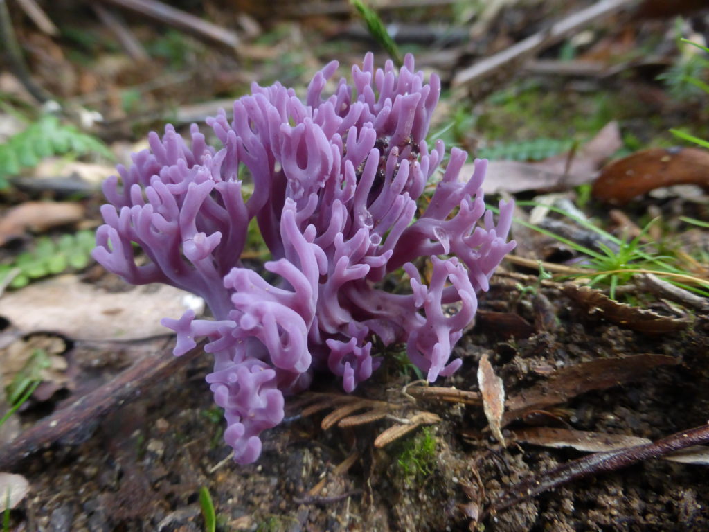 Clavulinopsis