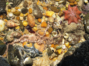 Under a rock, Weymouth (PR)