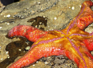 Mosaic seastar