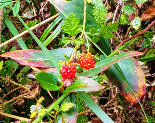 Native raspberry (rubus parvifolius) (PR)