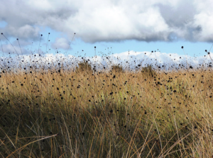 Button grass, Mount Victoria