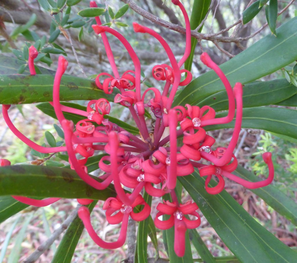 Waratah (telopea truncata)