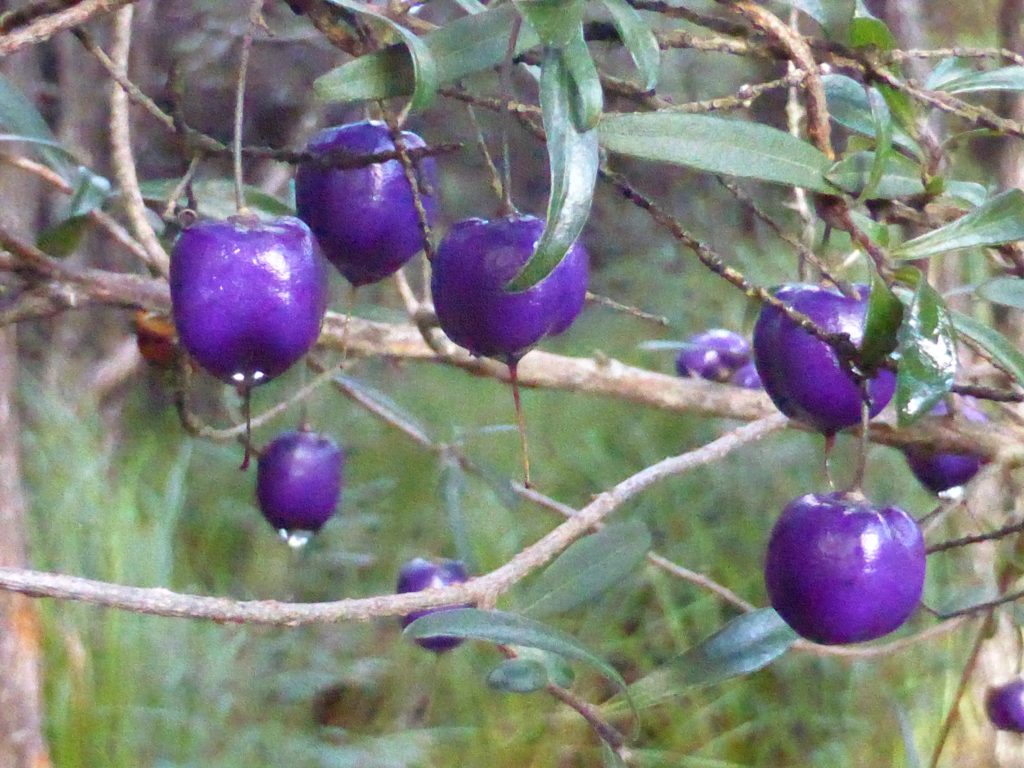 Billardiera berries