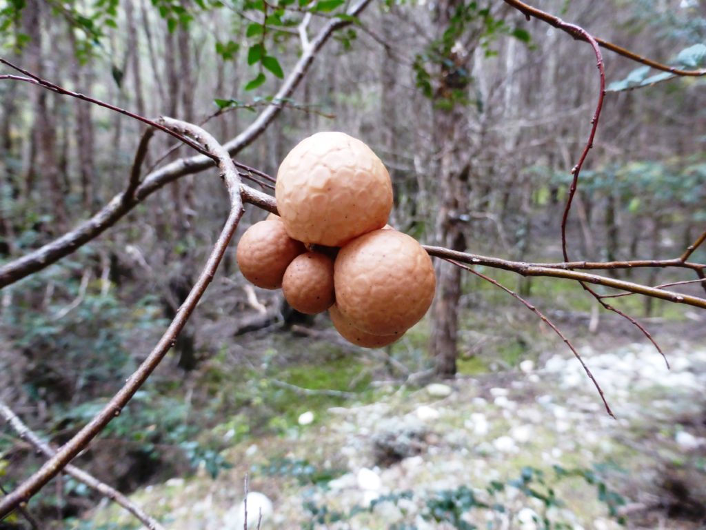 Myrtle oranges Cytarria gunnii