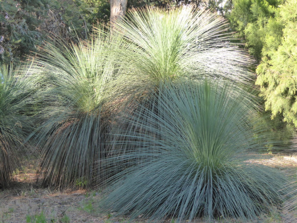 Grasstree, Bridport
