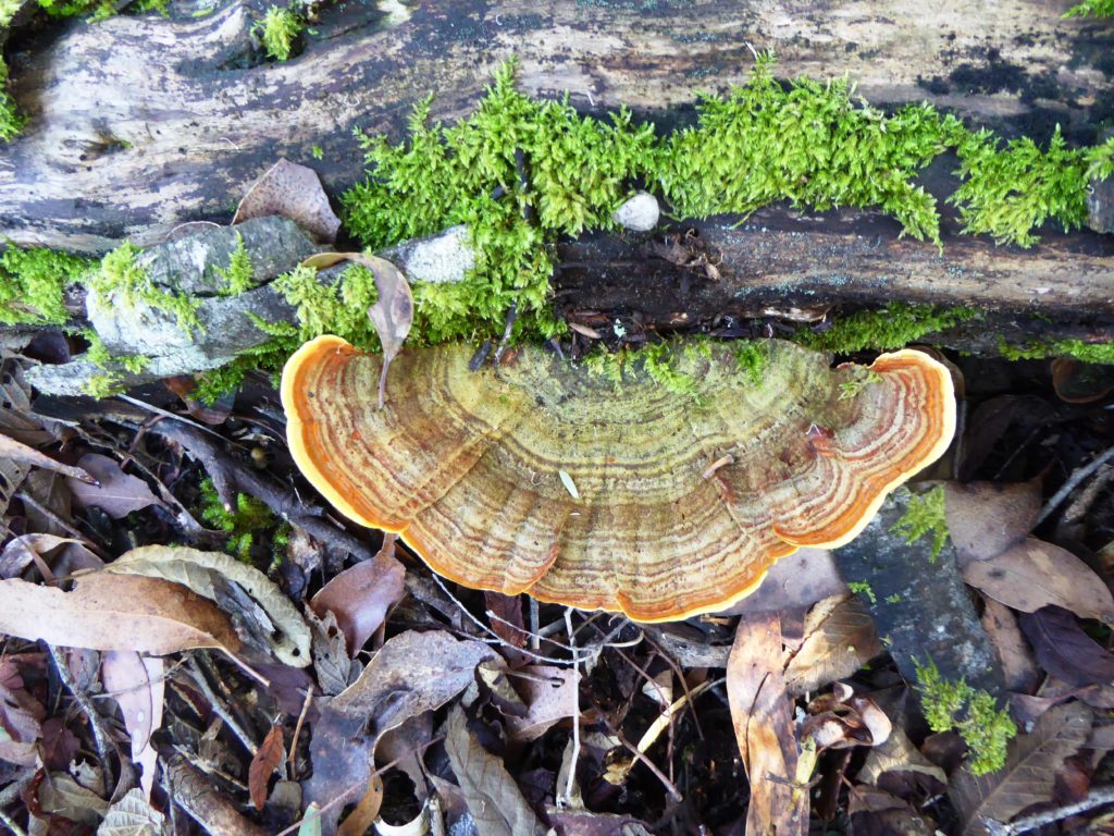 Trametes versicolor, Williams Hill
