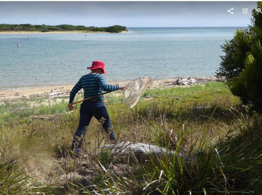 A field nat hunts the crusader beetle, Bellingham (PR)