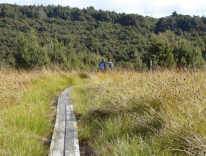 Ralphs Falls buttongrass moorland (PR)