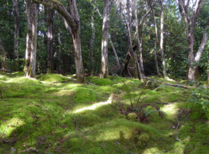 Callidendrous forest, Ralph Falls walk, Mt Victoria