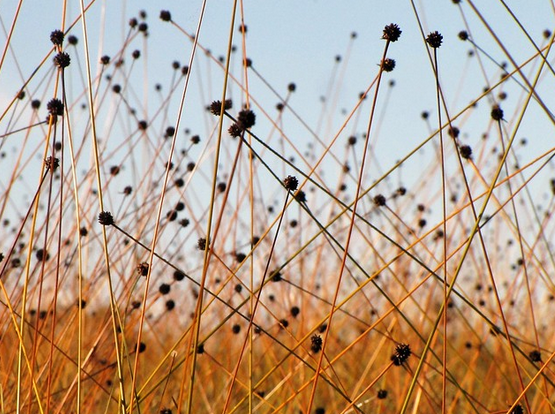 Button grass