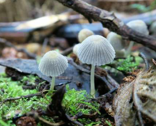 Coprinellus disseminatus (Fairy inkcap'