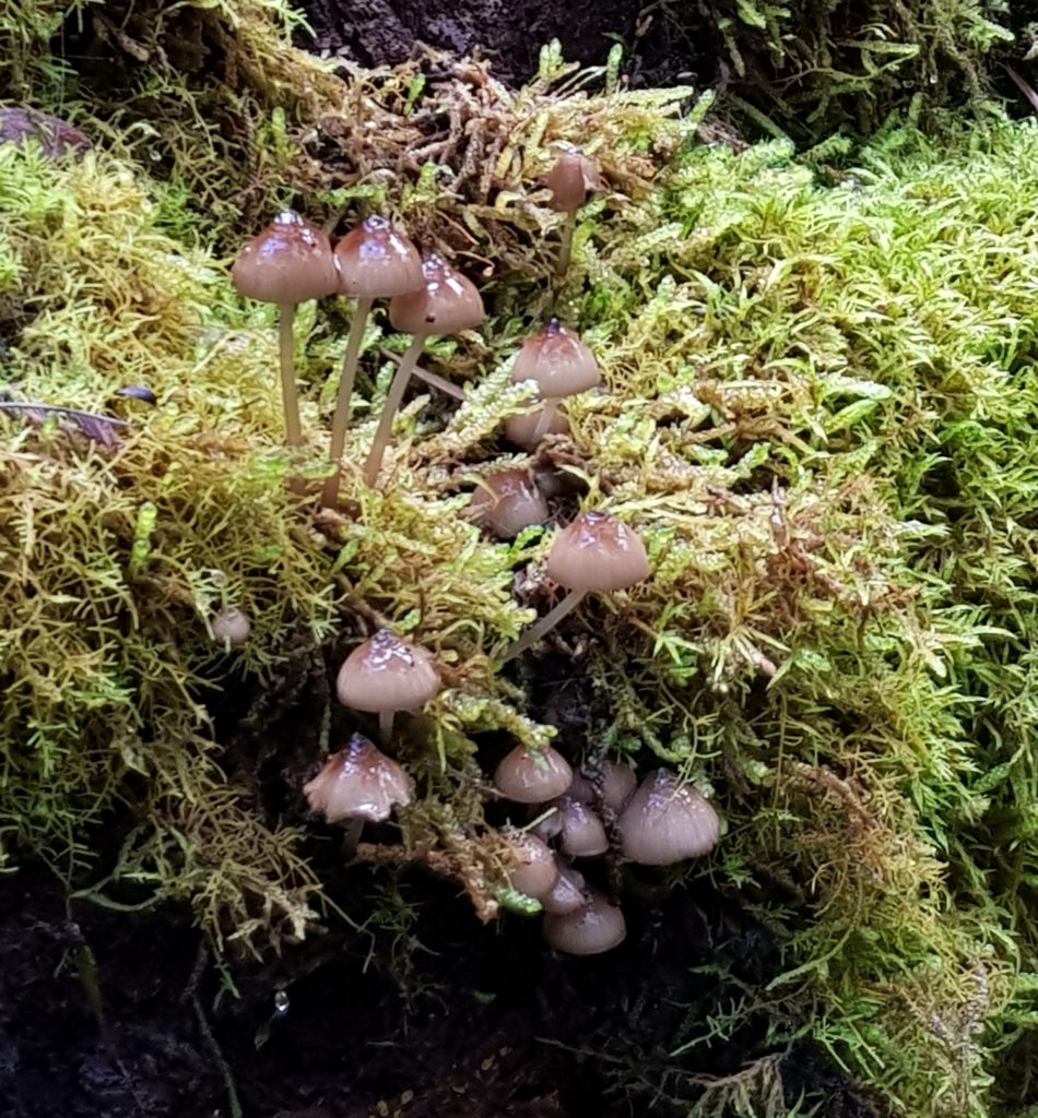 Mycena sp.