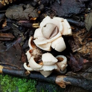 Geastrum triplex