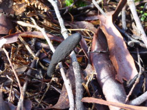 Geoglossum cookeanum
