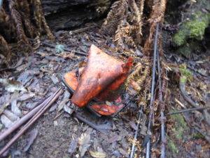 Hygrocybe conica? (Witch's hat) (PR)