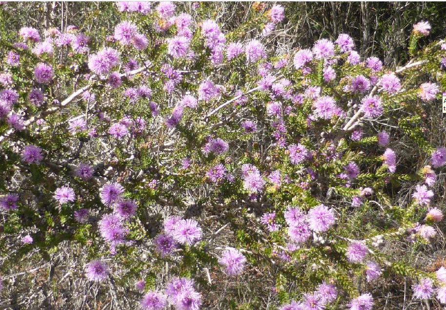Swamp melaleuca (melaleuca squamea)