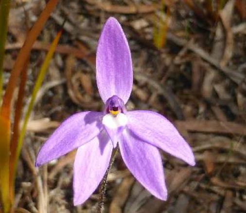 Common waxlip orchid (glossodia major)