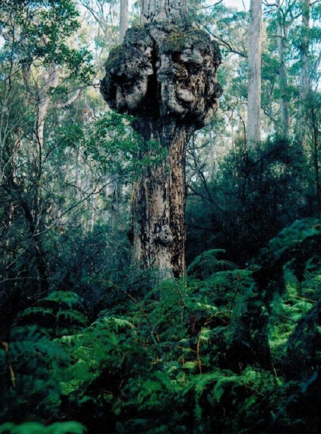 Stringybark