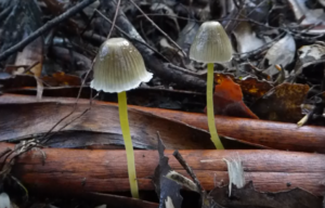Mycena epipterygia