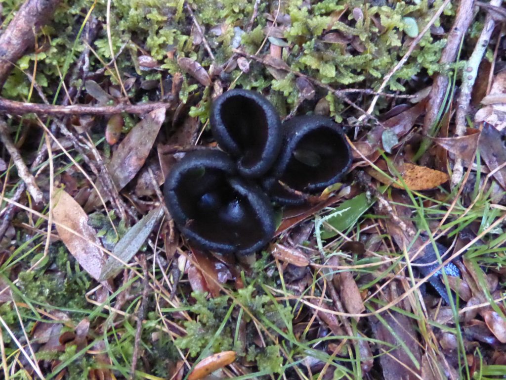 Urnula campylospora at Ralph Falls