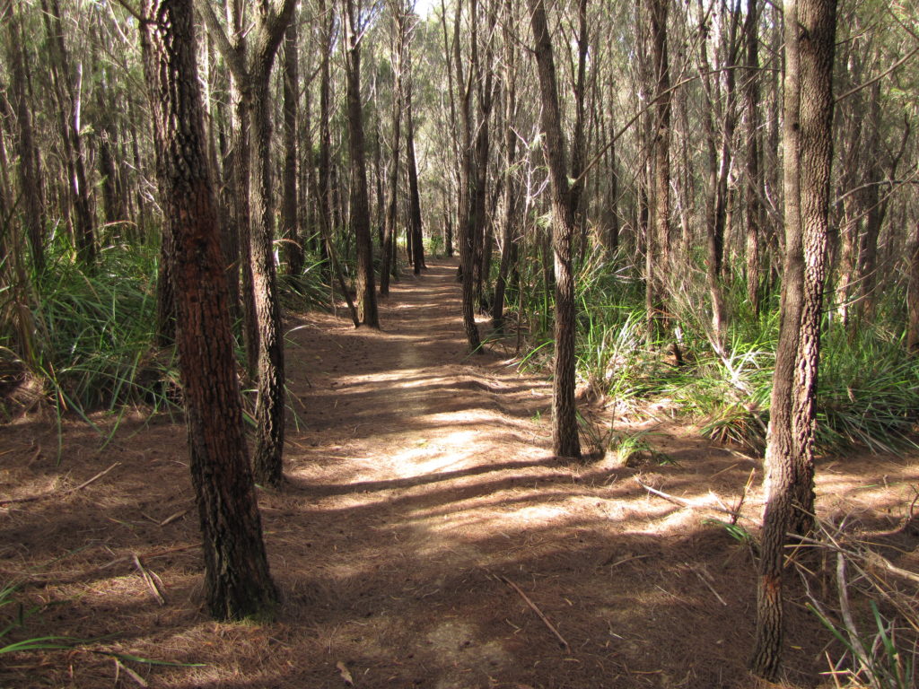 Walking track at Bridport