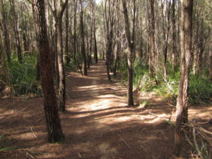 Walking track at Bridport