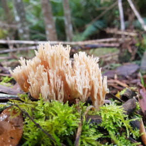 Artomyces austropiperatus