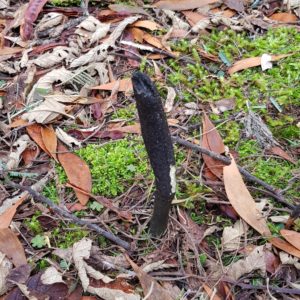 Geoglossum cookeanum