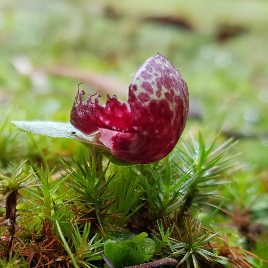 Fringed helmet orchid (PR)