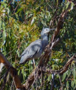 White-faced heron