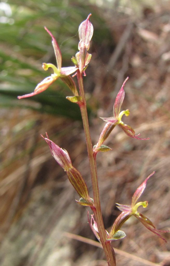 Mosquito orchid (Acianthus pusillus)