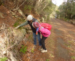 Excited to find orchids. North-East rail trail