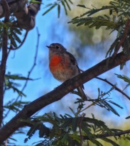 Flame robin (Petroica phoenicea) (JW)