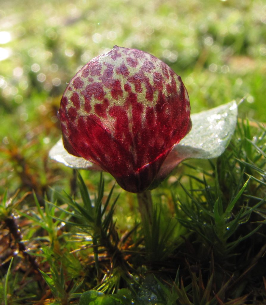 Fringed helmet orchid