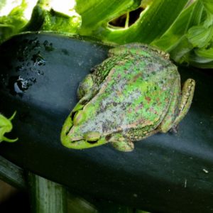 tasmanian green and gold frog