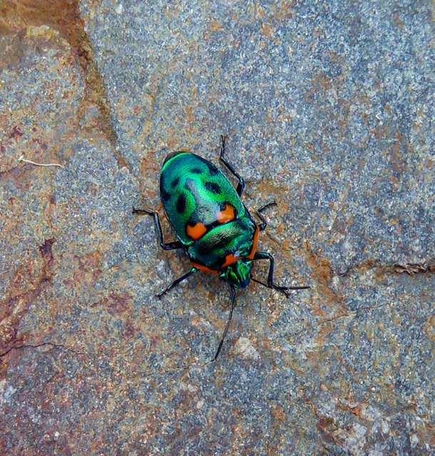 Jewel beetle (JW)