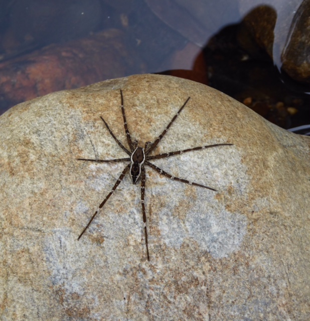 Tasmanian water spider