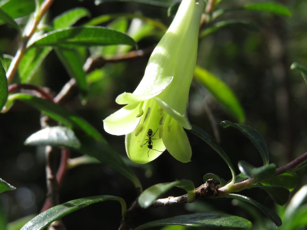 Billardiera