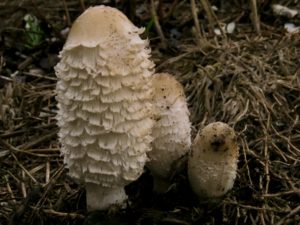 Coprinus comatus