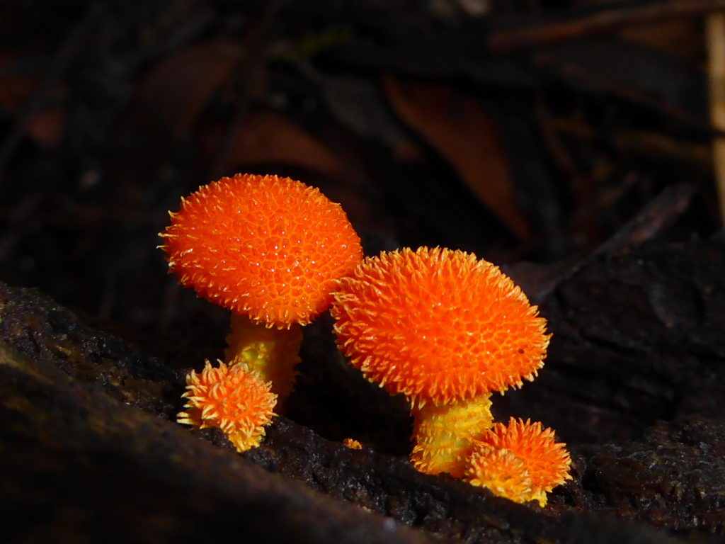 Cyptotrama asprata (AS)