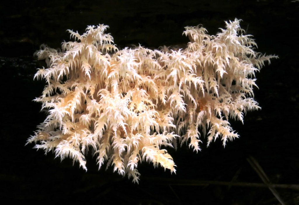 Hericium coralloides