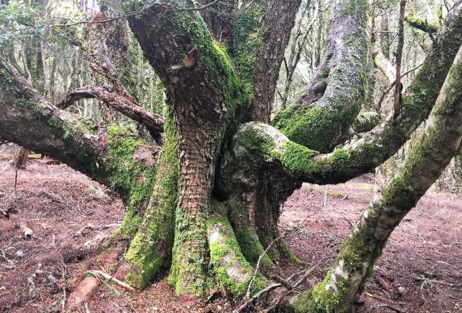 Nothofagus cunninghamii