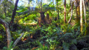 Blue Tier - Little Chook bike trail