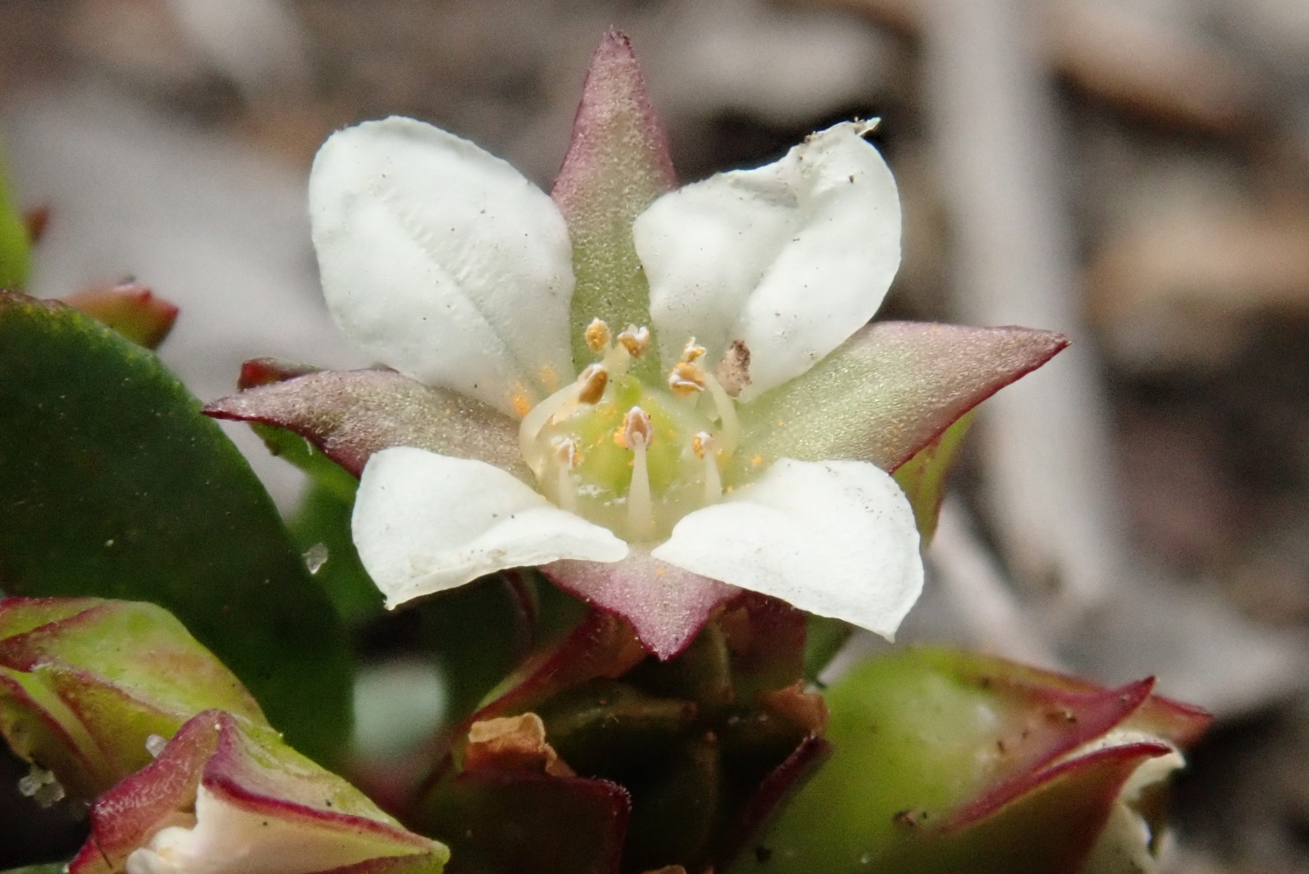 Boronia Parviflora