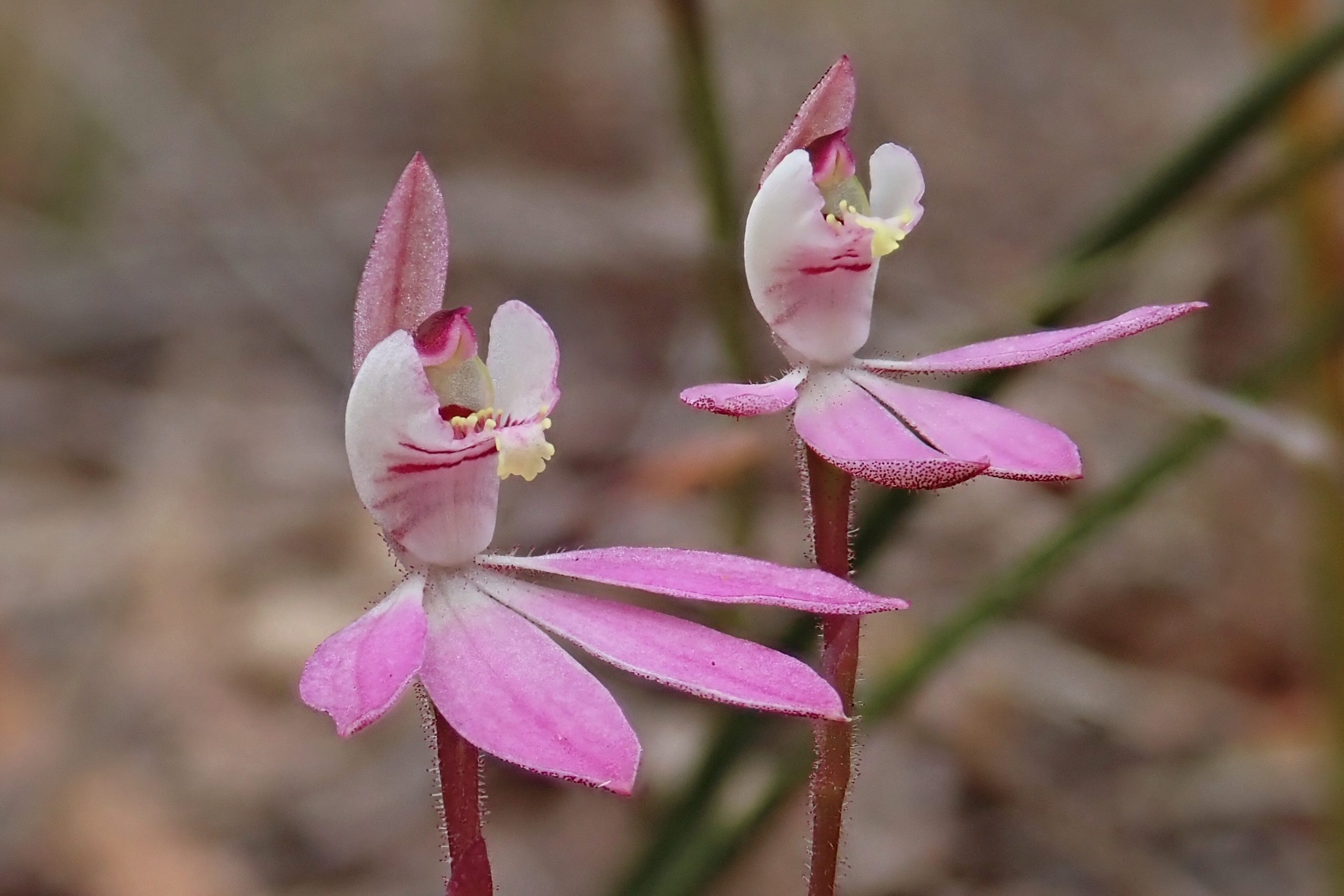 Caladenia Carnea